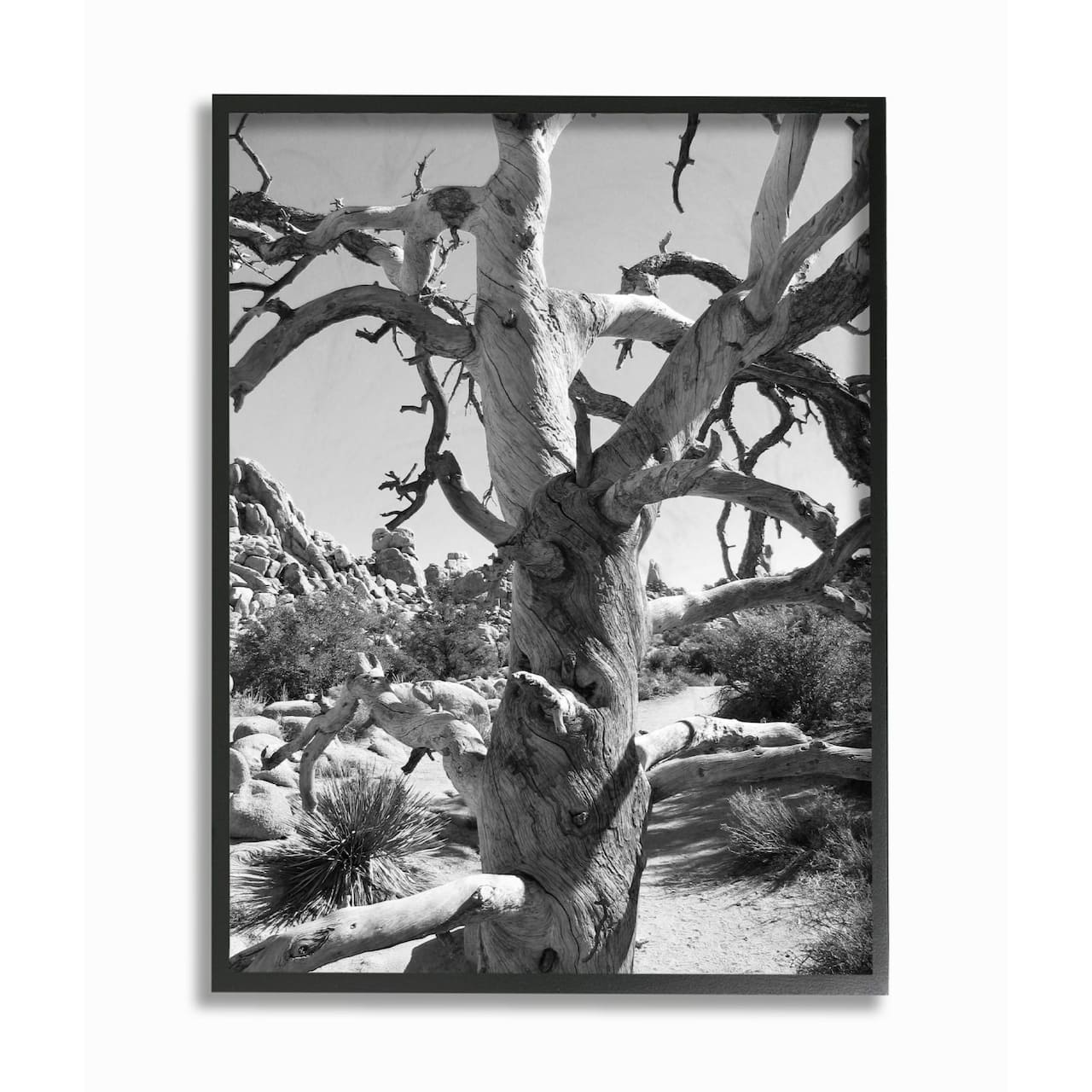 Stupell Industries Desert Tree Photograph Black Framed Wall Art